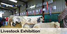 Livestock exhibition at the National Ploughing Championship Livestock exhibition at the National Ploughing Championship