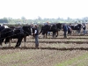 The National Ploughing Championahips 2010 at Athy. Picture: Alf Harvey.