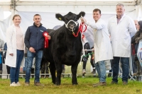 Irish-Aberdeen-Angus-Ploughing