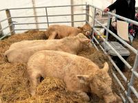 Livestock-image