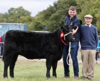 Livestock-ploughing-Cattle
