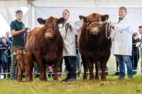 May-Irish-Aberdeen-Angus-Ploughing-