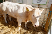 Ploughing 2017-045