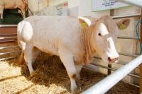 Ploughing 2017-046