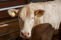 Ploughing 2017-047