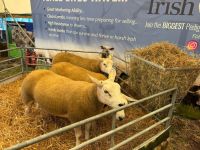 Sheep-Image