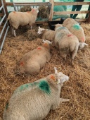 Sheep-Images