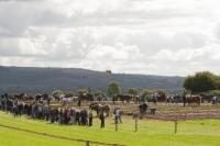 Day 2 Ratheniska ploughing 2014 138