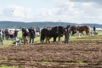 Day 2 Ratheniska ploughing 2014 143