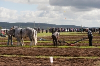 Day 2 Ratheniska ploughing 2014 144