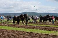 Day 2 Ratheniska ploughing 2014 147