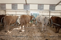 Day 2 Ratheniska ploughing 2014 44