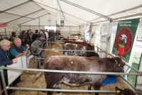 Day 2 Ratheniska ploughing 2014 47