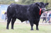 Cattle-11