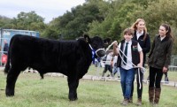 Cattle-13
