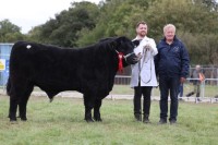 Cattle-14