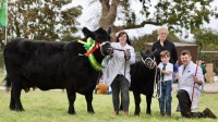 Cattle-2