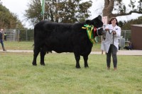 Cattle-4