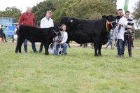 Cattle-5