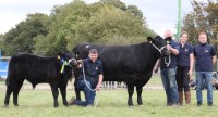 Cattle-6