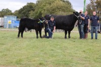 Cattle-7