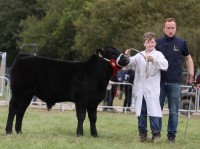 Cattle-8