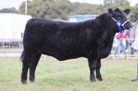 Cattle-9