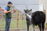 Cattle